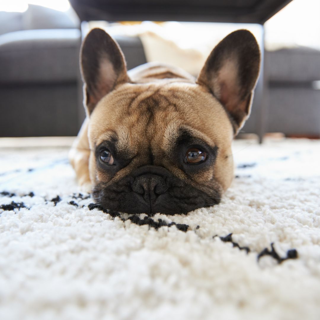 Quel tapis choisir quand on a un chat ou un chien ?