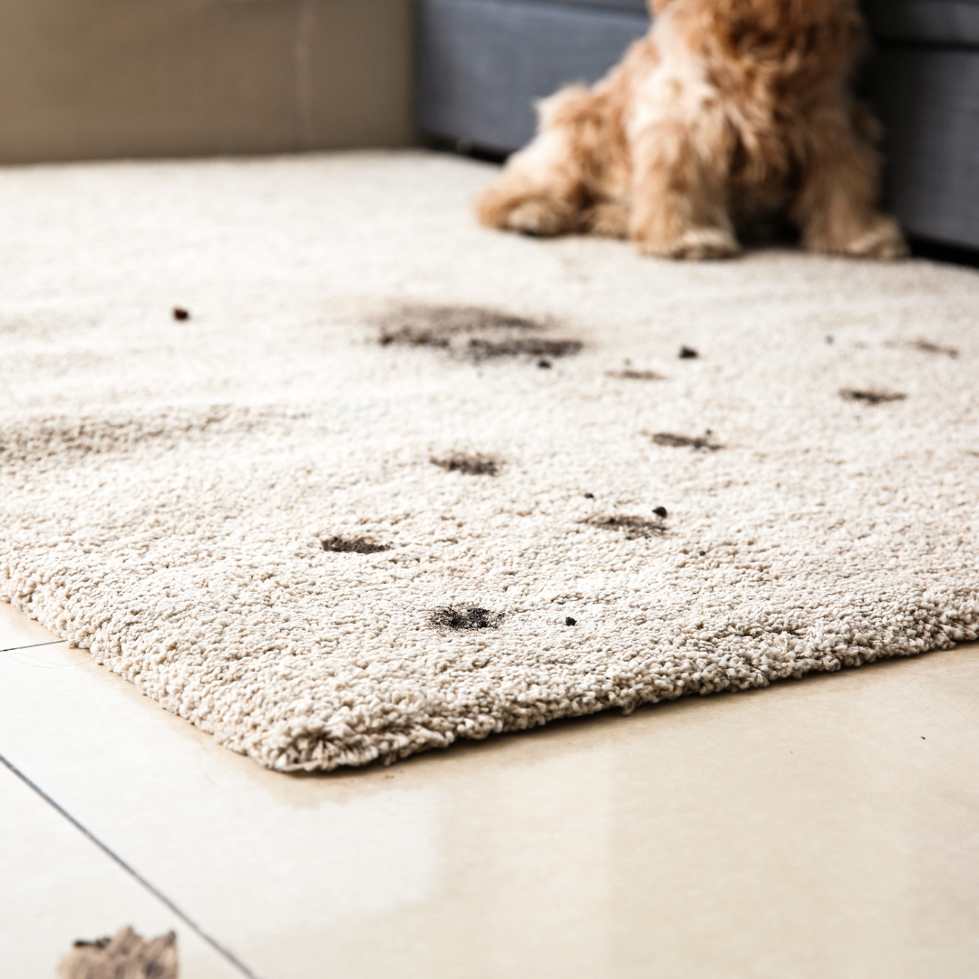 Quel tapis choisir quand on a des animaux